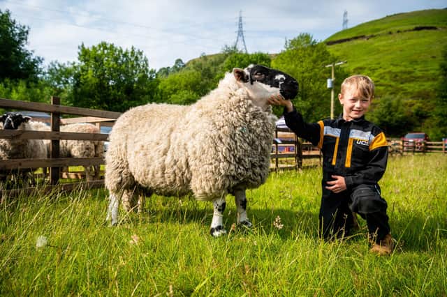 Young farmer Frank Lowe, aged 7, of Todmorden, with a Derbyshire Gritstone AGED Tup belonging to F&R Fielden.
