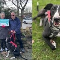 Longest-staying dog ever at Halifax RSPCA centre has found a new home