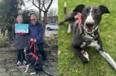 Moose was the longest-staying dog ever at the RSPCA’s rehoming centre in Halifax after being rescued by RSPCA officers in December 2022 with suspected hunting injuries.