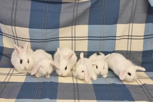 The RSPCA Halifax, Huddersfield, Bradford & District Branch are hoping that the Year of the Rabbit could help them rehome four gorgeous male rabbits who are currently in their care