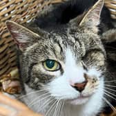 Halifax RSPCA launches Virtual Cat Show on National Cat Day - could your cat win?