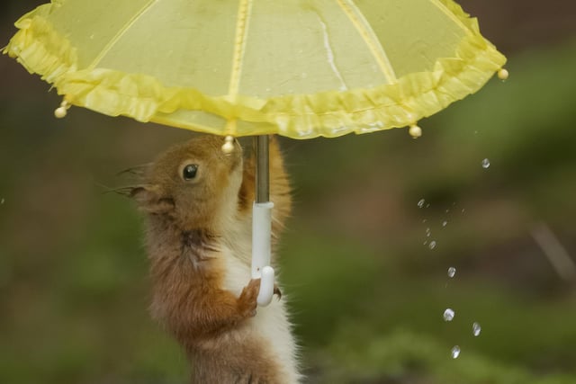 A squirrel sheltering using the umbrella