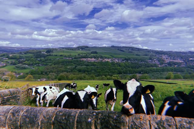 This picture of some curious cows in Sowerby was taken by Ruby Baxendale