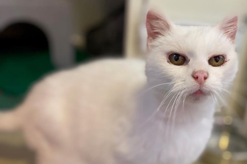 Abigail is a sweet and friendly girl. She is happy to sit on knees and likes to be stroked in true old lady fashion if she doesn't want it she will walk away. she is not over keen on being picked up.