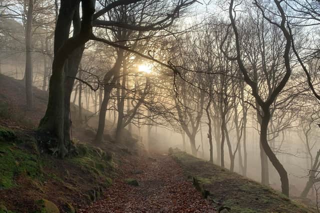 Mist in Eaves Wood by Chris Scarborough