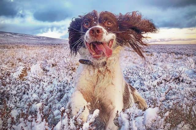 The calendar features the dogs Catherine walks. Picture: Catherine Plane