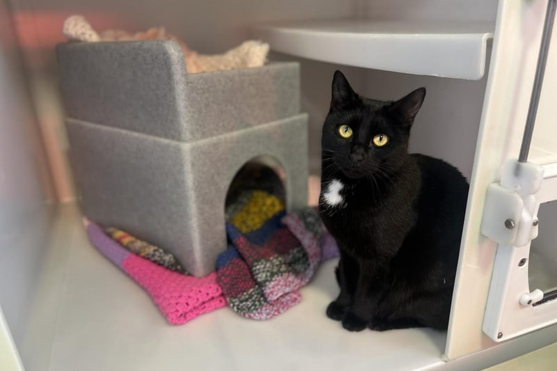 Winona can be a little nervous at first but it doesn't take long for her friendly and affectionate side to come out! She is a playful girl who loves jumping in boxes and using her scratching post. Winona would need access to the outdoors and a home that is away from busy main roads and railway lines.