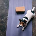 The RSPCA has spoken against the recent rise in popularity of 'puppy yoga.'