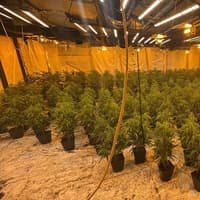 Police uncover £650,000 of drugs plants 'behind false wall' in Halifax