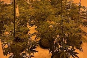 Police raided an address in the village and found the drugs growing