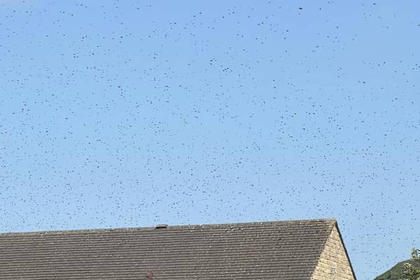 The bees were spotted in Ovenden