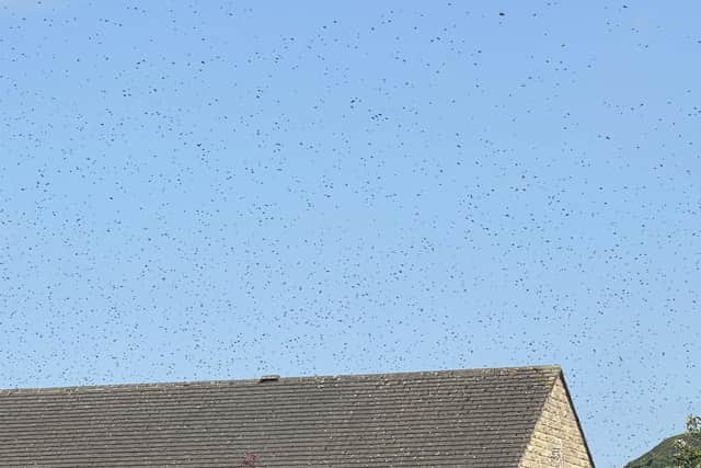 The bees were spotted in Ovenden