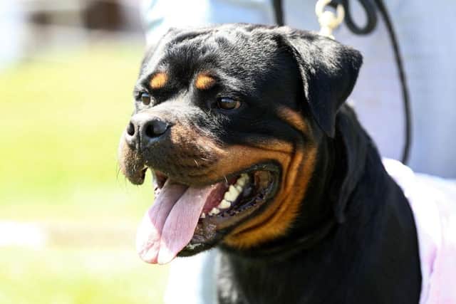 A Rottweiler has been seen on the streets of North Halifax