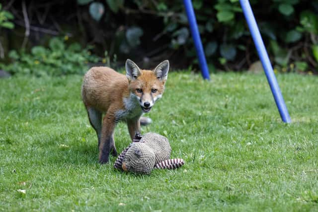 A plucky fox cub was spotted trying to scare off - a garden ornament.