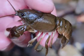 White clawed crayfish found in Luddenden Brook. Picture: Yorkshire Wildlife Trust