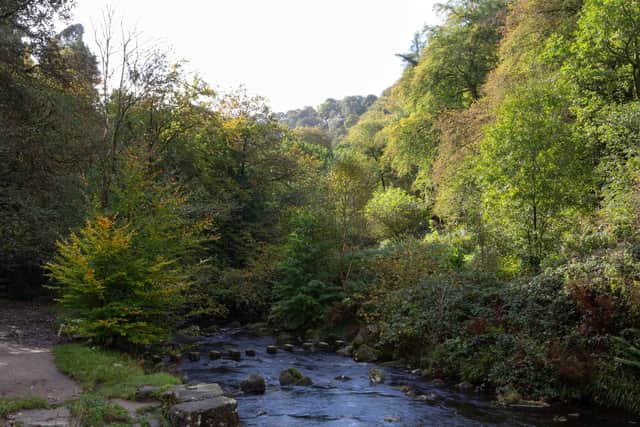 The National Trust site offers visitors 400 acres of beautiful woodland with more than 15 miles of footpaths to explore. Photo: Bruce Fitzgerald