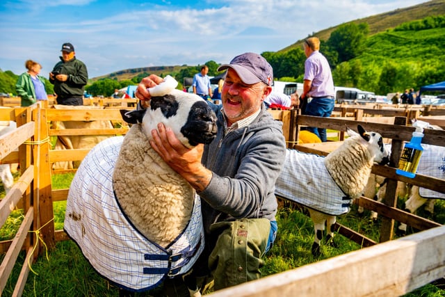 Rob Fitzgerald washing the head of a Kerry Hills Sheep ahead of judging.