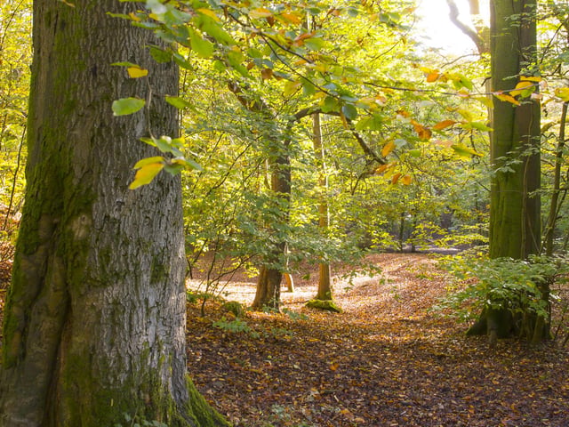 Judy Woods.