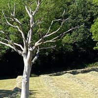 Chance for people to own piece of beloved “lightning” tree which stood in Mytholmroyd field for 200 years