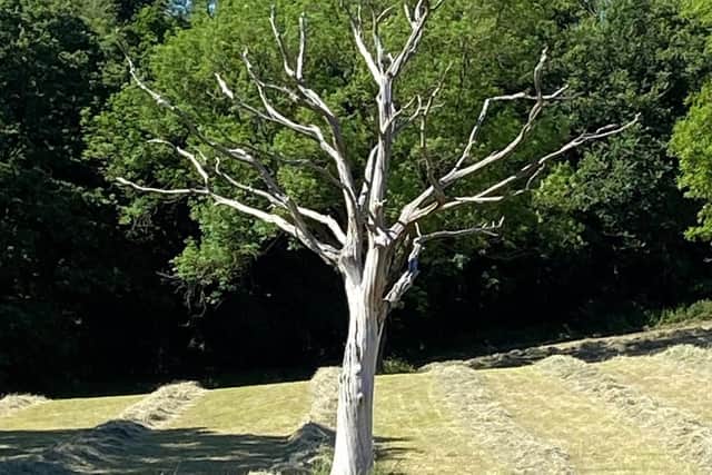 The tree was a familiar part of the landscape for people travelling along Burnley Road near Mytholmroyd. It was nicknamed the 'lightning' tree by many for its appearance.