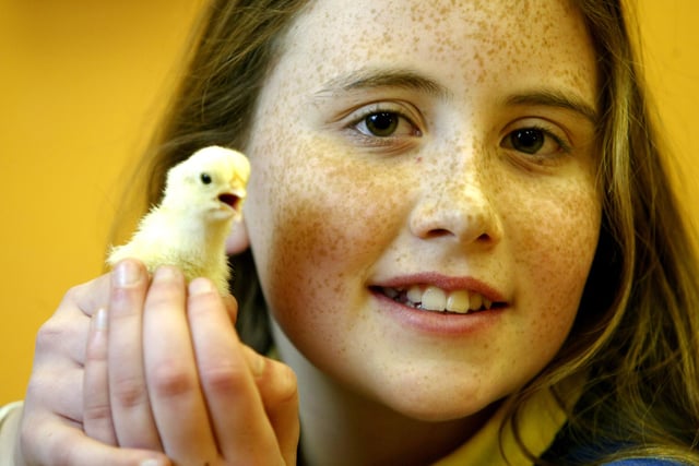 Ten-year-old Lucy McEvoy in 2006 with a new Easter chick at Warley Town School