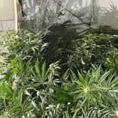 Some of the cannabis plants found at the property in Halifax