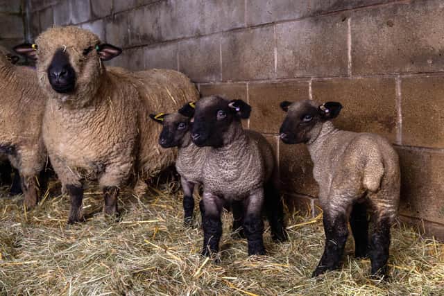New-born Hampshire Down pedigree sheep.  Picture Bruce Rollinson