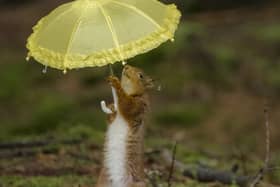 A squirrel shelters from the rain by holding an umbrella