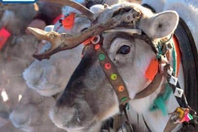 Festive reindeer events spark welfare fears for Rudolph and his friends