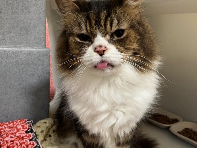 Brian, a 12 year old fluffy tabby who is waiting for adoption