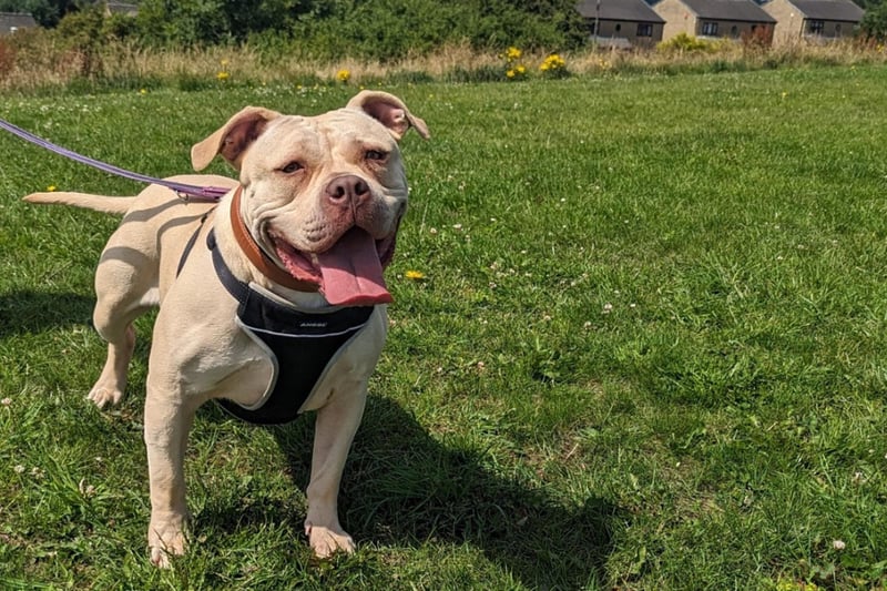 This girl is a great little character and a typical bull breed she has a goofy fun loving side to her that has had all the staff falling in love with her. She would need an enclosed garden where she can play with her toys and she will need an owner that can help her with her housetraining.