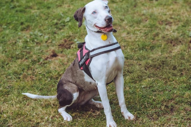 Misty is a two-year-old mixed breed. She's had a rough upbringing, but her innocent stare should win you over in no time. She may struggle to adjust to cats or children, but she'll be absolutely fine with adults.