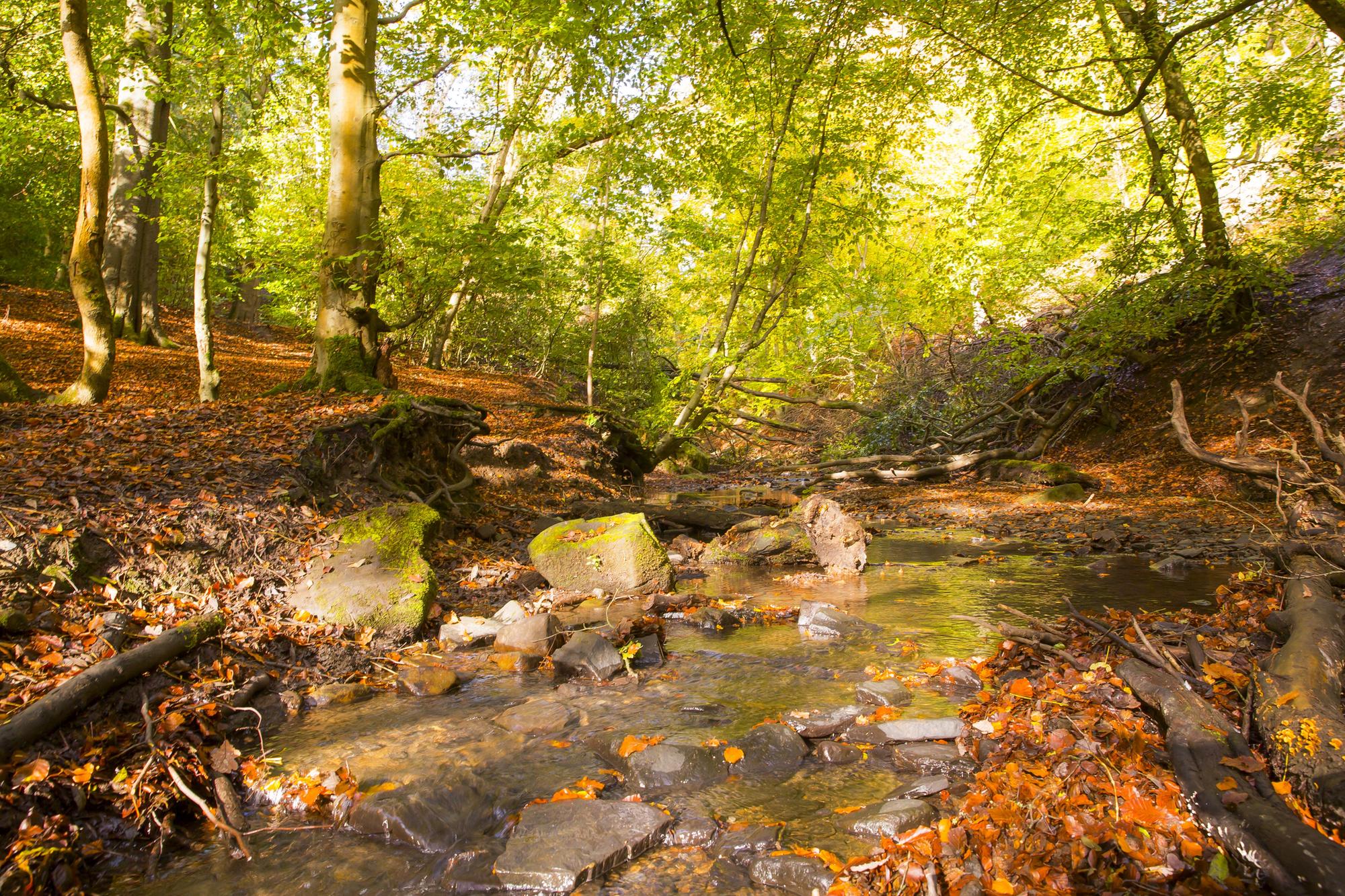 Judy Woods, Norwood Green.