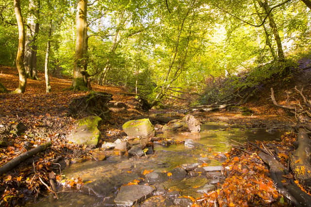 Judy Woods, Norwood Green.