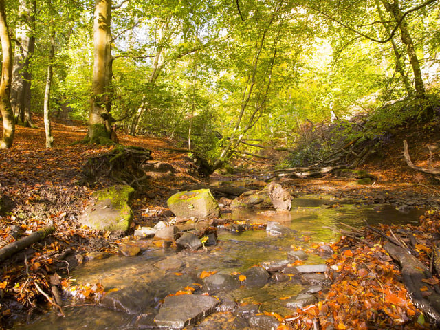 Judy Woods, Norwood Green.