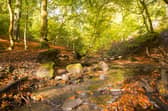 Judy Woods, Norwood Green.