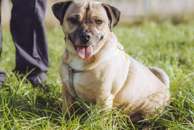 Just look at that face! The irresistible Buddy is a six year old Pug crossbreed is a small dog, but he's got plenty of energy and loves to play. He's not too fond of cats or other dogs, though.