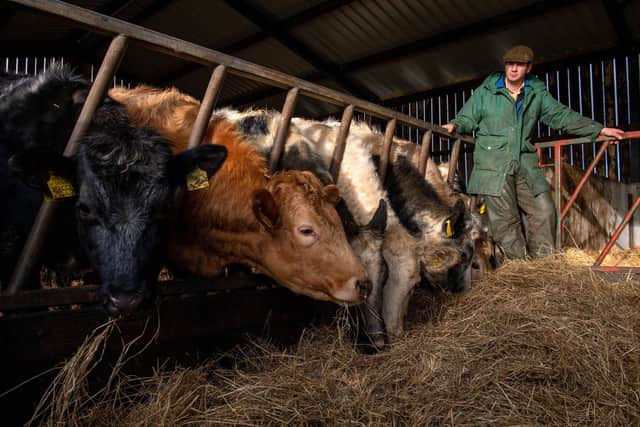 Stephen Short, with some of his cattle at Highcliffe, Southowram. Picture Bruce Rollinson