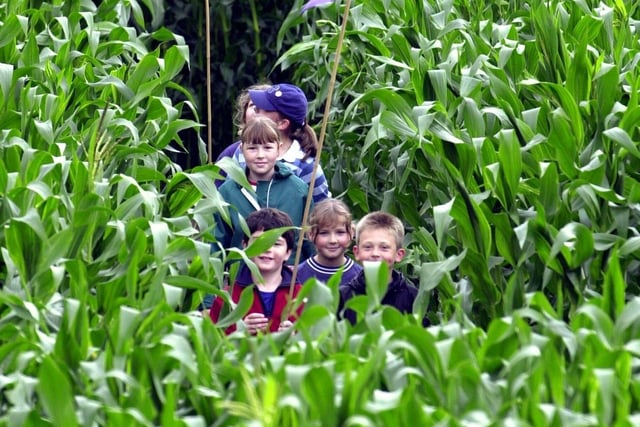 Easingwold Maze, Saturday July 16 to Sunday September 4 Offering a fun-filled family day out, Easingwold Maize Maze offers all the fun and adventure of a maze plus sports areas, animal enclosure and sand pit.