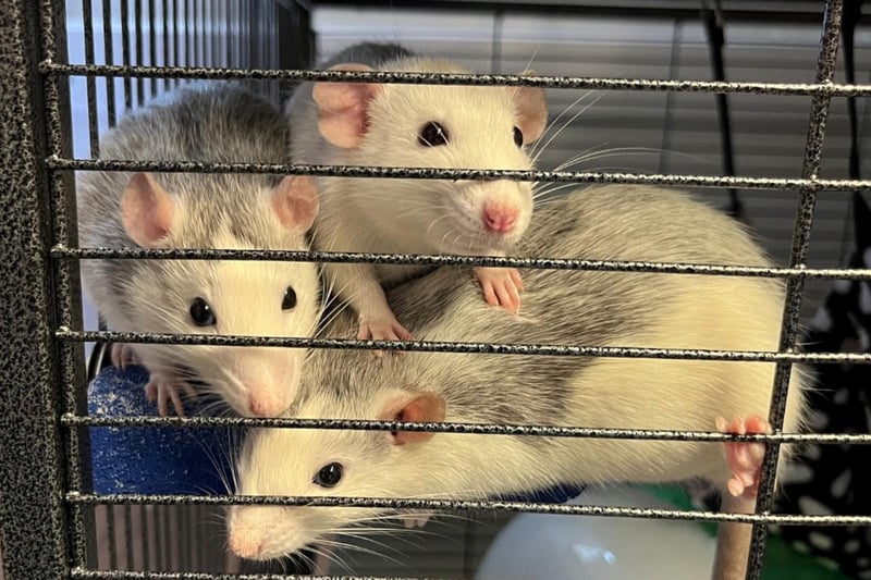 Tulip, Bluebell and Sweet pea are sweet friendly inquisitive little girls and are ok to be handled. They would fit into any home and would make a lovely addition. They are fun to watch as they whizz around their enclosure and play with all their toys