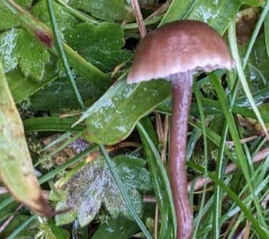 The new fungus found in Hebden Bridge