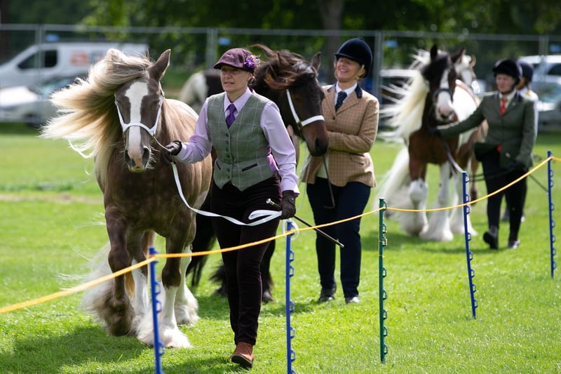 Horse events at this year's Halifax Agricultural Show at Savile Park