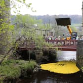 The Rotary Club of Hebden Bridge Duck Race in 2014.