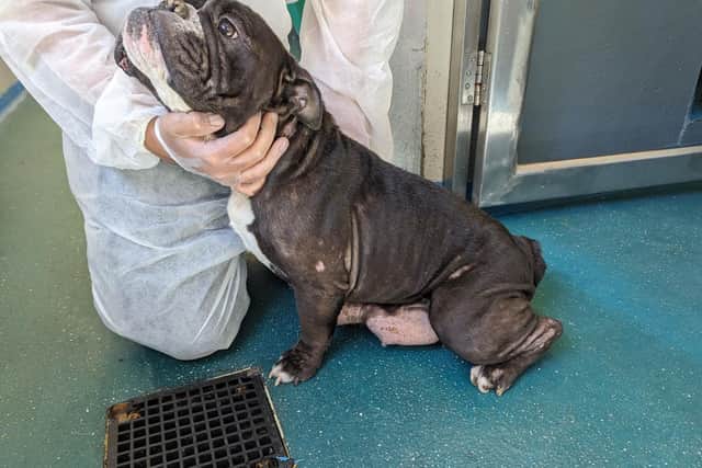 RSPCA appeals for information after dog who recently gave birth was ...