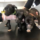 The three puppies were dumped in a box