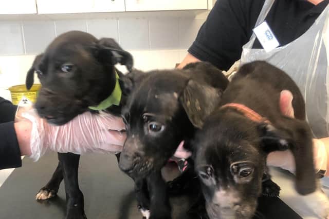 The three puppies were dumped in a box