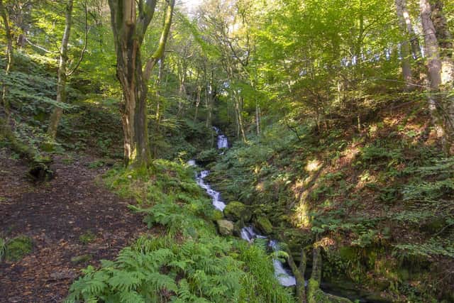 Autumnal colours emerge in the woodland at Hardcastle Crags, Hebden Bridge.   Picture Tony Johnson