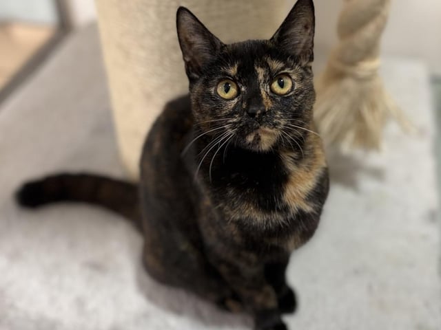 Treacle, a 20 week old female cat, who is about to head to a new home