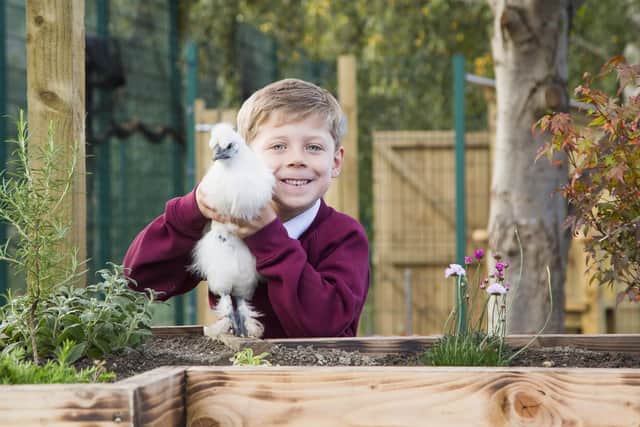 George Fleming, six, with a chicken at Copley Primary School.
