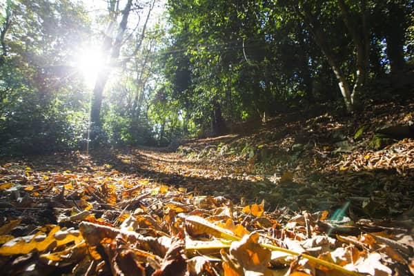 Golden autumn leaves at Wilton Park in Batley.
